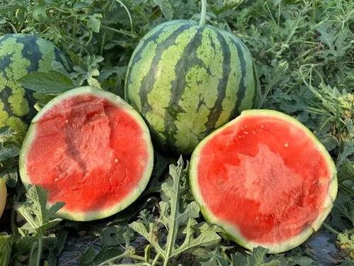 云南结婚吃瓜事件,一场引发热议的婚宴风波