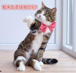 网红猫吃贝贝瓜,贝贝瓜成新宠