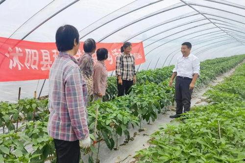 沭阳吃瓜事件进展,最新进展揭秘，真相逐步浮出水面