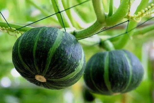 南坪最近的吃瓜,最新吃瓜事件大盘点