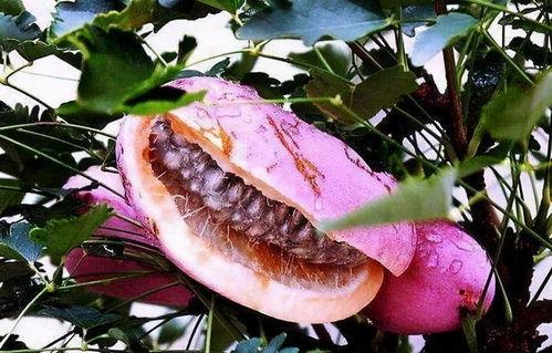 吃八月瓜便秘,健康生活新体验