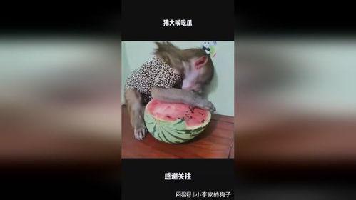 搞笑大嘴吃瓜,笑料横生，欢乐无限！