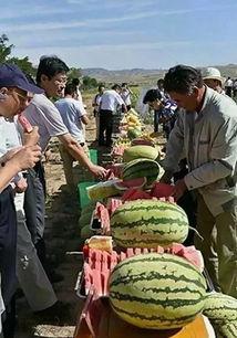 苏州疫情吃瓜,吃瓜群众视角下的实时动态解析