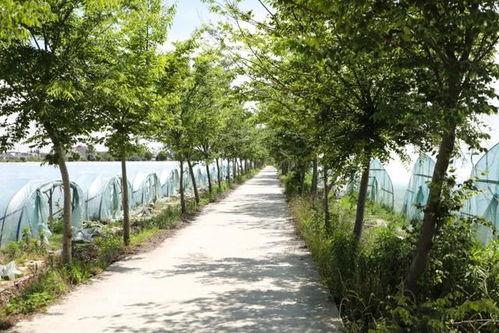 湖边长椅吃瓜,湖边长椅下的悠闲夏日时光