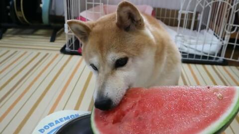 小柴犬吃瓜,小柴犬的夏日瓜趣时光