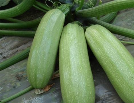 正在休息吃瓜有什么好处,放松身心，享受生活的小确幸