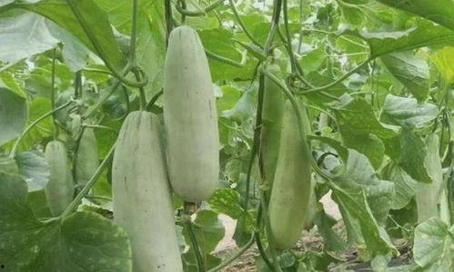 吃羊角瓜,探寻独特风味与营养奥秘