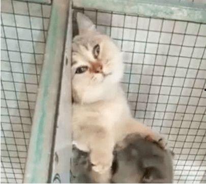 蓝猫在吃瓜,趣味横生一幕