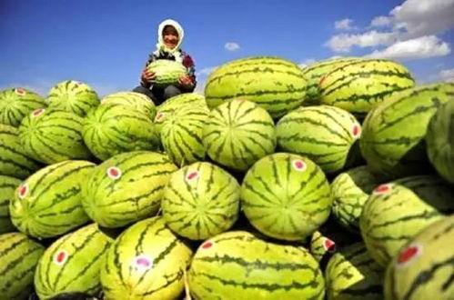 吃石头瓜,探寻古老传说中的神秘果实