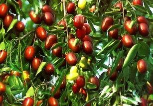 吃瓜烂枣,一场关于美食与生活的趣味之旅