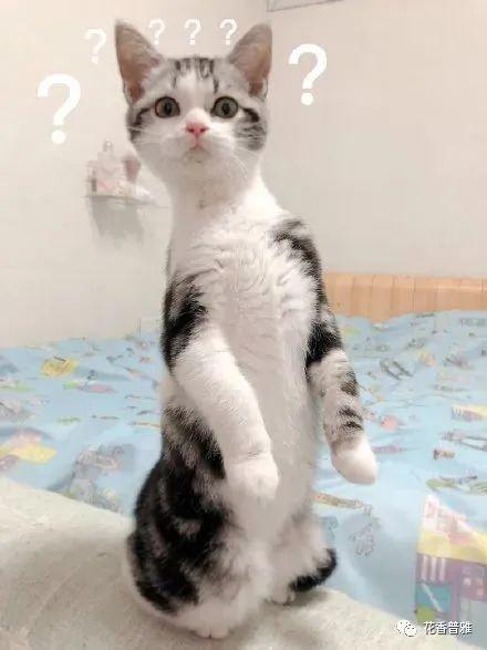 吃瓜猫文案,娱乐圈幕后那些事儿