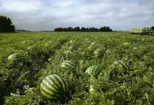 吃瓜为人处世,洞察世事，修炼处世之道