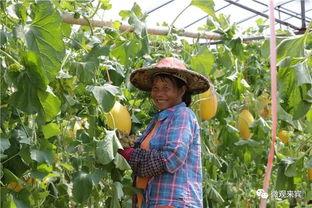 走马岭吃瓜,探寻民间美食的传承与魅力