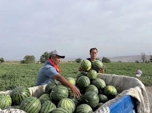 麦琪吃瓜,揭秘娱乐圈的甜蜜与苦涩
