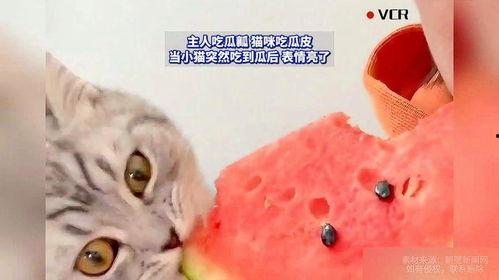 猫咪吃瓜的照片