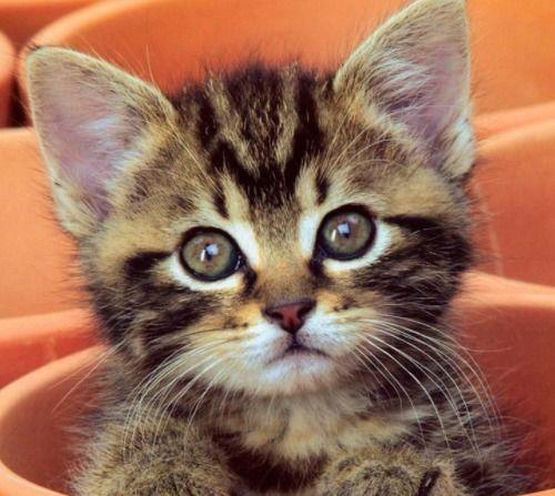 猫吃酱子瓜,猫咪的酱子瓜盛宴