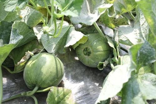 吃梦中情瓜,揭秘吃梦中情瓜的奇幻之旅