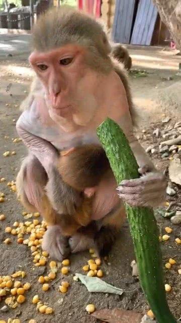 吃蜜瓜的猴,自然界的甜蜜邂逅