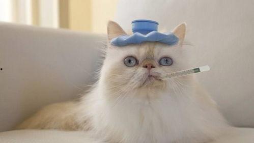 吃瓜变脸小猫咪