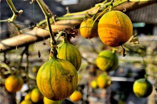 吊瓜汁怎么吃,吊瓜汁的多样食用方法与营养益处