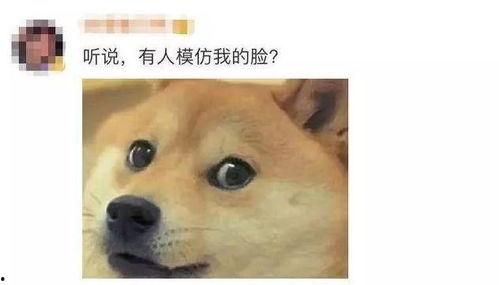 吃瓜狗头表情对眼,吃瓜狗头眼里的趣味人生