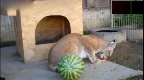 猞猁吃瓜,一场生态与自然的和谐交响