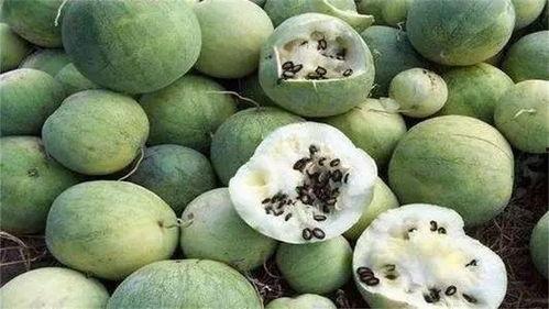 沙漠瓜怎么没人吃