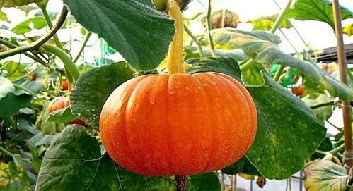 吃土瓜可吃南瓜,营养互补的美食之旅