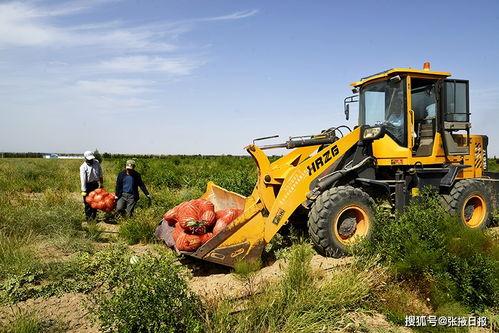 戈壁滩农民吃瓜,瓜果飘香中的希望田野