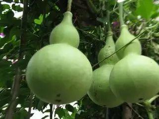 吃炒葫芦瓜的作用,养生佳肴，健康益处多