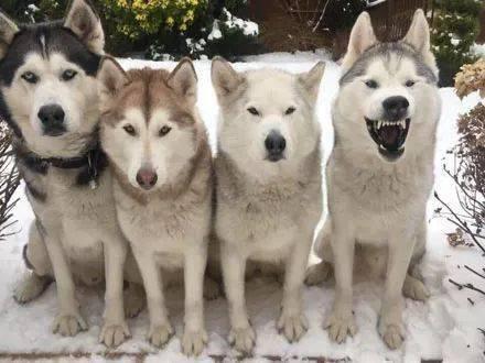 沙雕狗吃瓜,揭秘娱乐圈的“瓜田”趣事