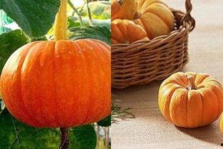 吃瓜有痰,揭秘痰液产生的秘密与防治方法