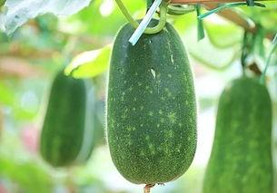 吃拉瓜种子好吗