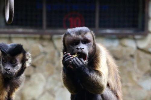 猴子人物表演吃瓜,吃瓜群众的欢乐盛宴