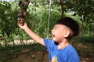 廖娟吃瓜,揭秘娱乐圈幕后故事