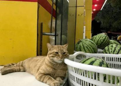 猫咪吃土瓜,意外吃下土瓜，揭秘其中奥秘