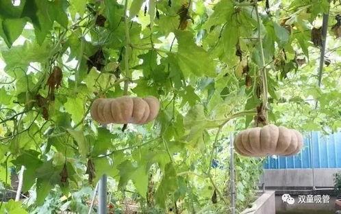 青藤之恋吃瓜模式,揭秘校园恋爱背后的“吃瓜”风云