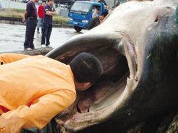 舟山吃瓜渔民被杀,悲剧背后的海洋安全警钟