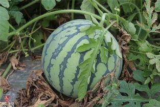 蹲在地上吃瓜,品味人间烟火气