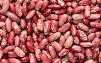 乳瓜花怎么吃最好,解锁美味新境界