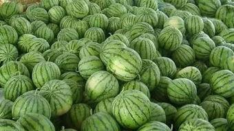 电视瓜地里吃西瓜,电视瓜地里的西瓜盛宴