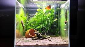 吃瓜喂鱼,一场别开生面的生态互动体验