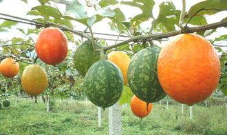 吊瓜树的瓜可以吃吗,天然美食的惊喜发现