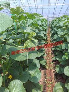 大棚里吃瓜大姐,吃瓜大姐乐享丰收时光